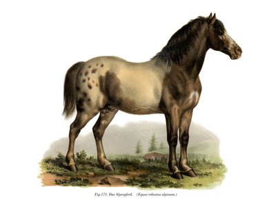 Alpine Horse by German School